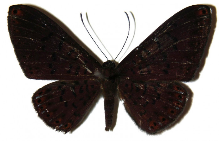 Figura 1. Adulto de larva <i>Metacharis victrix</i> (Riodinidae), vista dorsal, localidad Sendero Perdido, Sector San Cristóbal ACG (620). Voucher: 03-SRNP-7818-DHJ308008.jpg.