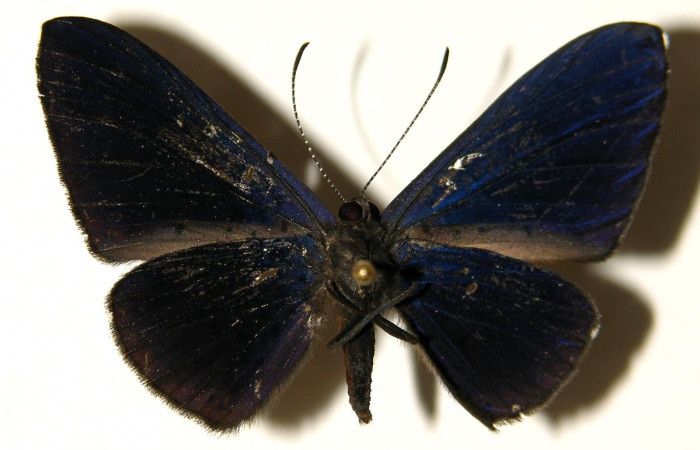 Figura 9. Adulto de larva <i>Metacharis victrix</i> (Riodinidae), (macho) vista ventral, localidad Sendero Perdido Sector San Cristóbal ACG (620m). Voucher: 03-SRNP-7818-DHJ91903.jpg. 