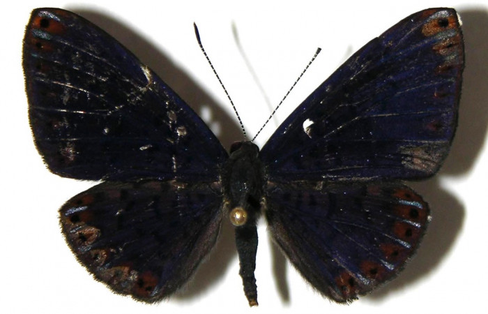 Figura 14. Adulto de larva <i>Metacharis umbrata</i> (Riodinidae), (macho) vista dorsal, localidad, Sendero Juntas, Sector Rincon Rain Forest, ACG (400m). Voucher: 04-SRNP-42355-DHJ307390.jpg.