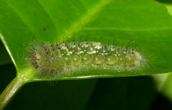 Figura 12. Larvas de <i>Metacharis umbrata</i> (Riodinidae), en último estadío (U), vista lateral, localidad San Antonio, Sector Del Oro, ACG (335m). Voucher: 07-SRNP-22378-DHJ426520.jpg.