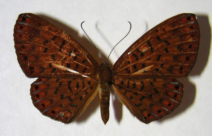 Figura 16. Adulto de larva <i>Metacharis umbrata</i> (Riodinidae), (hembra) vista dorsal, localidad, Quebrada Guarumo, Sector Rincon Rain Forest, ACG (400m). Voucher: 07-SRNP-40322-DHJ370526.jpg.