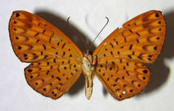 Figura 17. Adulto de larva <i>Metacharis umbrata</i> (Riodinidae), (hembra) vista vental, localidad, Quebrada Guarumo, Sector Rincon Rain Forest, ACG (400m).  Voucher: 07-SRNP-40322-DHJ370527.jpg.