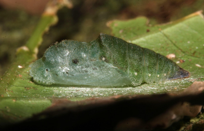 Figura 6. Pupas de larvas <i>Metacharis victrix</i> (Riodinidae), vista lateral, localidad Sendero Cuestona, Sector Pitilla, ACG (640m). Voucher: 17-SRNP-32380-DHJ740670.jpg.