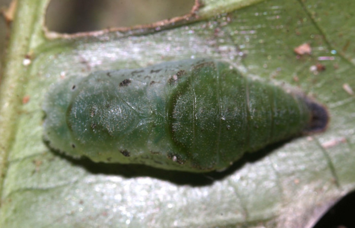 Figura 7. Pupas de larvas <i>Metacharis victrix</i> (Riodinidae), vista dorsal, localidad Sendero Cuestona, Sector Pitilla, ACG (640m). Voucher: 17-SRNP-32380-DHJ740671.jpg.