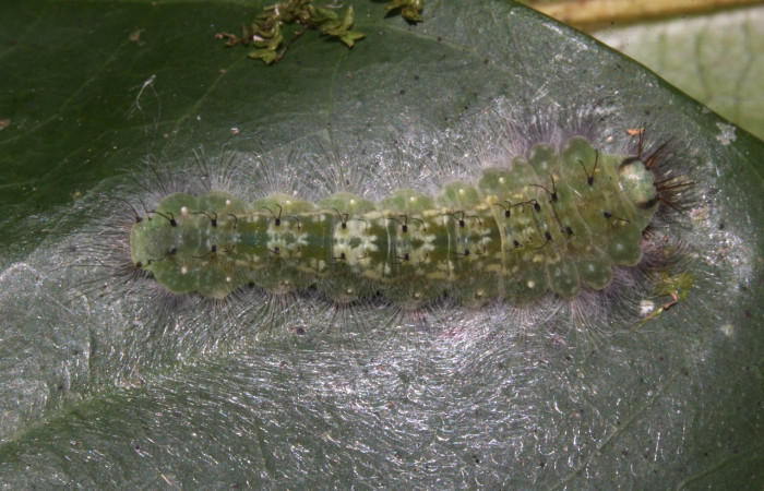 Figura 4. Larvas de <i>Metacharis victrix</i> (Riodinidae), en último estadío (U), vista dorsal, localidad Sendero Cuestona, Sector Pitilla, ACG (640m). Voucher: 17-SRNP-32381-DHJ740676.jpg.