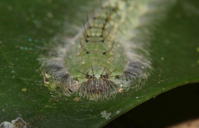 Figura 5. Larvas de <i>Metacharis victrix</i> (Riodinidae), en último estadío (U), vista cabeza de frente localidad Sendero Cuestona, Sector Pitilla, ACG (640m). Voucher: 17-SRNP-32381-DHJ740680.jpg.