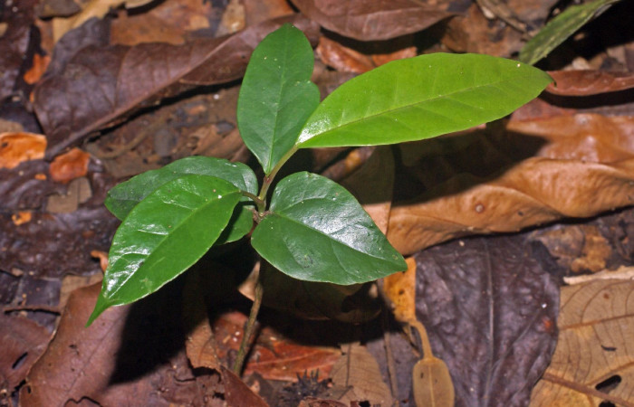 Figura 18. Planta hospedera de <i>Metacharis victrix</i> (Riodinidae), esta planta se llama <i>Heisteria concinna</i> (Olacaceae), ocalidad Sendero Manguera Estación Biológica Quica, Sector Pitilla ACG (470m), foto: Ricardo Calero 06 Abril 2023.
