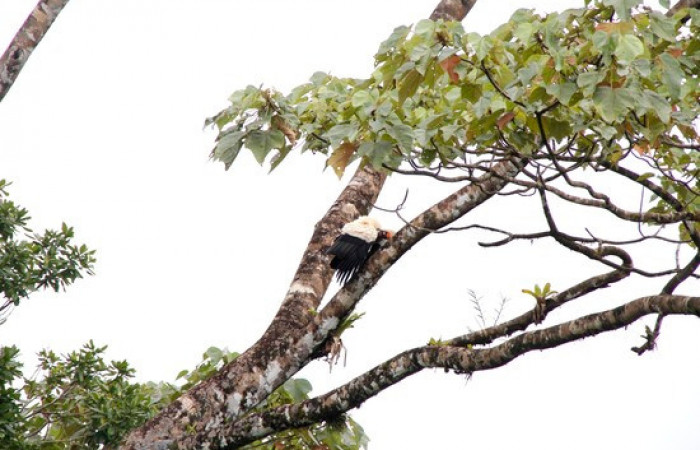 Fig.1 <i>Sarcoramphus papa</i> familia (Cathartidae). Foto,Pablo Umaña.