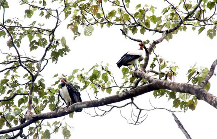 Fig.10 <i>Sarcoramphus papa</i> familia (Cathartidae). Foto,Pablo Umaña.