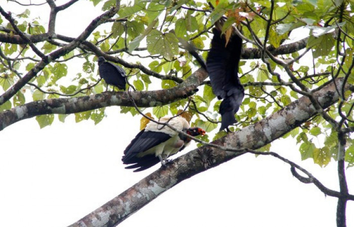 Fig.11 <i>Sarcoramphus papa</i> familia (Cathartidae), y zopilotes negros <i>Coragyps atratus</i>. Foto,Pablo Umaña Calderón.