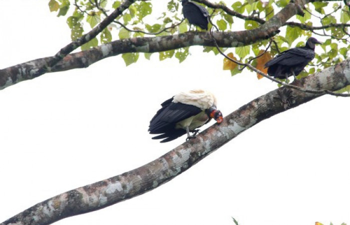 Fig.12 <i>Sarcoramphus papa</i> familia (Cathartidae), y zopilotes negros <i>Coragyps atratus</i>. Foto,Pablo Umaña.