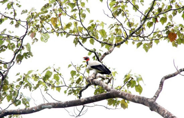 Fig.13 <i>Sarcoramphus papa</i> familia (Cathartidae). Foto,Pablo Umaña.