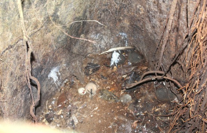 Fig.14 Polluelo <i> Coragyps atratus.</i> familia (Cathartidae), Foto. Jose Perez.