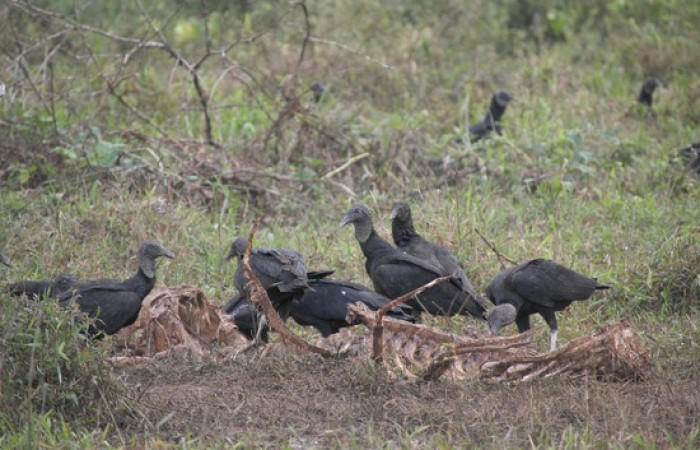 Fig.17 Grupo <i>Coragyps atratus</i> familia (Cathartidae). Foto, Pablo Umaña Calderón.
