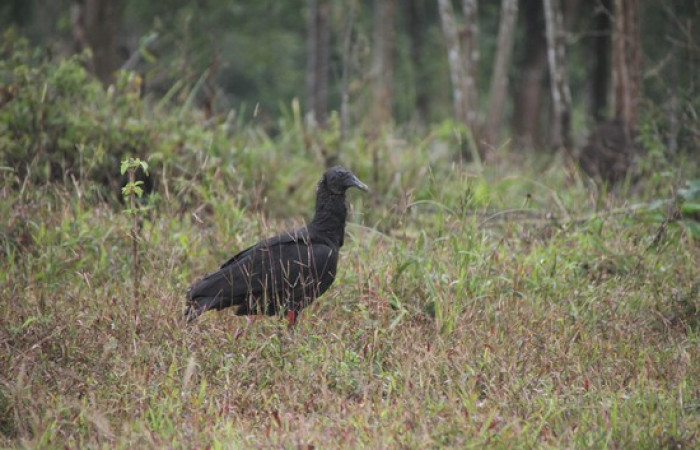 Fig.18 <i>Coragyps atratus</i> familia (Cathartidae). Foto,Pablo Umaña Calderón.