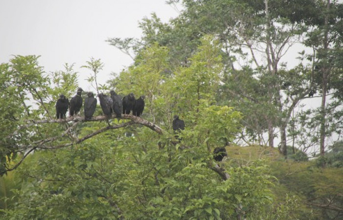 Fig.19 Grupo <i>Coragyps atratus</i> familia (Cathartidae), Foto, Pablo Umaña Calderón.