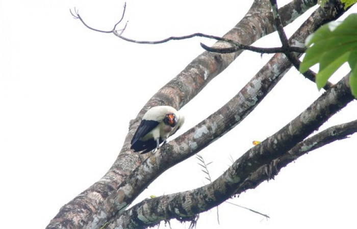 Fig.2 <i>Sarcoramphus papa</i> familia (Cathartidae). Foto, Pablo Umaña.