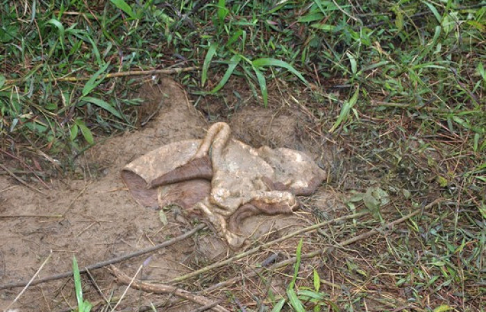 Fig.20  Restos de la piel de una res, fue alimentación de <i>Coragyps atratus</i>,  familia (Cathartidae). Foto,  Pablo Umaña Calderón.