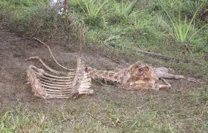 Fig.21 Huesos de una res, fue alimentación de <i>Coragyps atratus.</i> familia (Cathartidae). Foto,Pablo Umaña Calderón.