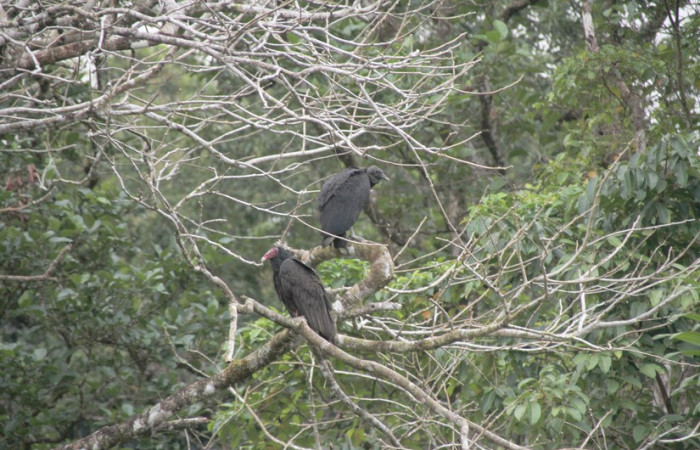 Fig.22 Zopilote cabecirojo, <i>Cathartes aura</i>, junto a Zopilote negro <i>Coragyps atratus</i>. Foto, Pablo Umaña Calderón.