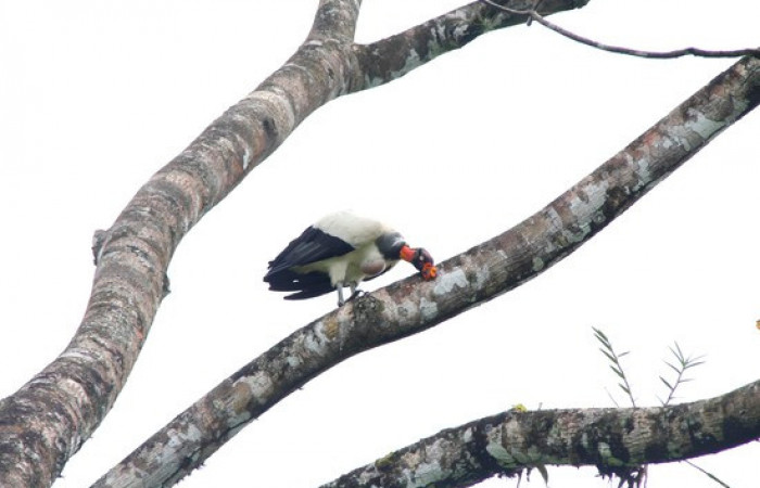Fig.3 <i>Sarcoramphus papa</i> familia (Cathartidae). Foto,Pablo Umaña.
