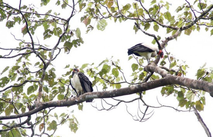 Fig.4 <i>Sarcoramphus papa</i> familia (Cathartidae). Foto,Pablo Umaña.