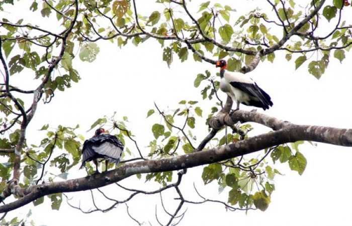 Fig.5 <i>Sarcoramphus papa</i> familia (Cathartidae), junto a un zopilote cabeciroja <i>Cathartes aura</i>. Foto,Pablo Umaña.
