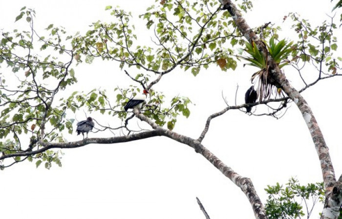 Fig.6 <i>Sarcoramphus papa</i> familia (Cathartidae): foto tomada por Pablo Umaña Calderón.