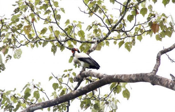 Fig.7 <i>Sarcoramphus papa</i> familia (Cathartidae). Foto,Pablo Umaña.