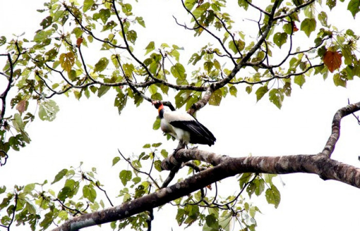 Fig.8 <i>Sarcoramphus papa</i> familia (Cathartidae. Foto,Pablo Umaña.