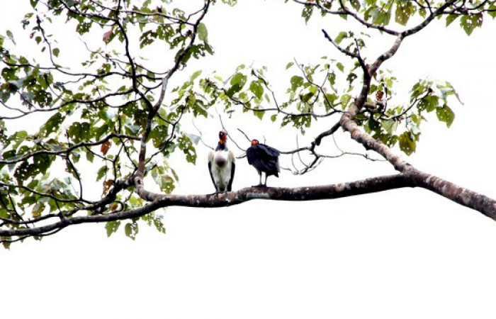 Fig.9 <i>Sarcoramphus papa</i> familia (Cathartidae), junto a un zopilote cabeciroja <i>Cathartes aura</i>. Foto, Pablo Umaña Calderón.