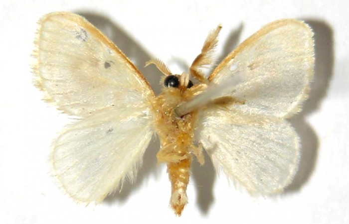 Fig. 19. Adulto <i>Dalcerides</i> sofiaDHJ01, vista ventral mide en alas abiertas 15 mm (Macho)  Voucher 00-SRNP-3346-DHJ329713