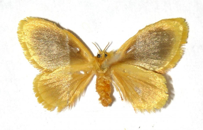 Fig. 17. Adulto <i>Dalcerides</i> mesoaDHJ02, vista ventral mide en alas abiertas 20 mm (hembra)  Voucher 02-SRNP-23135-DHJ329763