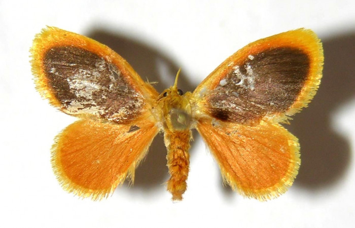 Fig 12. Adulto <i>Dalcerides gugelmanni</i>, vista dorsal en alas abiertas mide 18 mm.  Voucher 04-SRNP-1056-DHJ329754