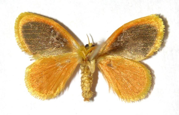 Fig 13. Adulto <i>Dalcerides gugelmanni</i>, vista ventral, mide en alas abiertas 18 mm.  Voucher 04-SRNP-1056-DHJ329755