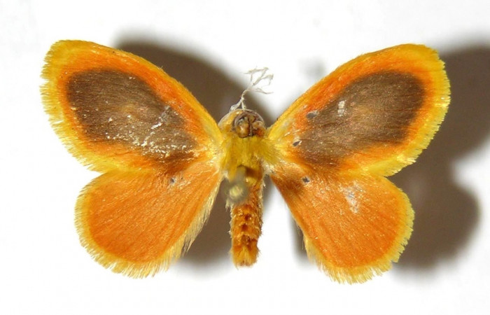 Fig 10. Adulto <i>Dalcerides gugelmanni</i>, vista dorsal en alas abiertas mide 19 mm (hembra).   Voucher 04-SRNP-1059-DHJ329752