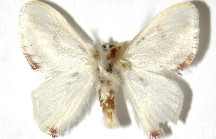 Fig. 21. Adulto <i>Dalcerides</i> albaDHJ02, vista ventral mide en alas abiertas 19 mm (Macho)   Voucher 05-SRNP-7173-DHJ329719