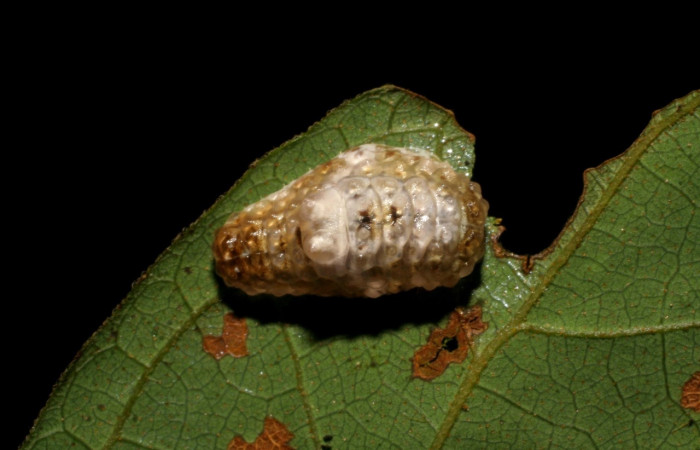 Fig. 1. Larva <i>Dalcerides gugelmanni</i>, en último estadio, con una medida de 9 mm largo comiendo <i>Mimosa watsonii</i>. Sector Pitilla. Voucher 06-SRNP-33734-DHJ416319.jpg