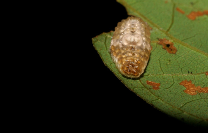 Fig. 2. Larva <i>Dalcerides gugelmann</i>i, en último estadio, con una medida de 9 mm largo comiendo <i>Mimosa watsonii</i>; Sector Pitilla.   Voucher 06-SRNP-33734-DHJ416320.jpg