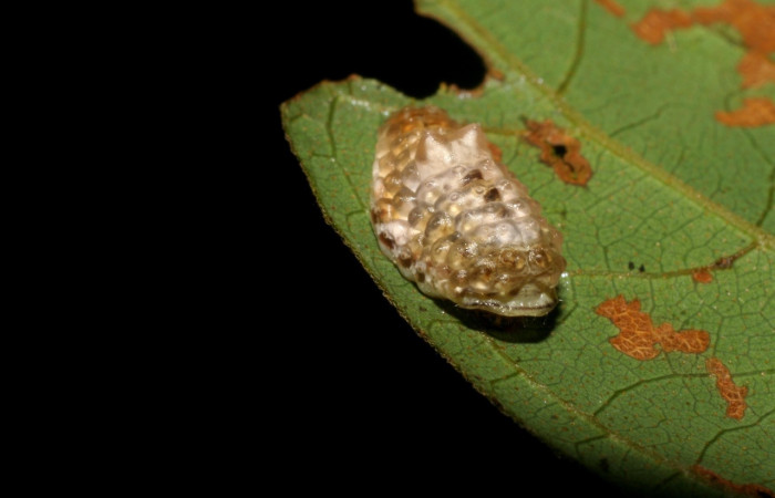 Fig.3. Larva <i>Dalcerides gugelmanni</i>, en último estadio, con una medida de 9 mm largo comiendo <i>Mimosa watsonii</i>; Sector Pitilla.   Voucher 06-SRNP-33734-DHJ416323.jpg