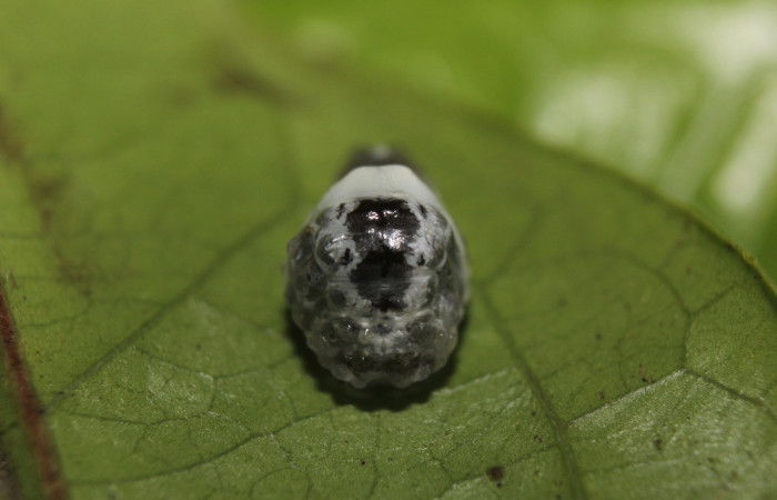 Fig. 5. Prepupa <i>Dalcerides gugelmanni</i>, en último estadio, mide 6 mm de largo; Estación Biológica Quica. Voucher 14-SRNP-71395-DHJ723602.jpg.