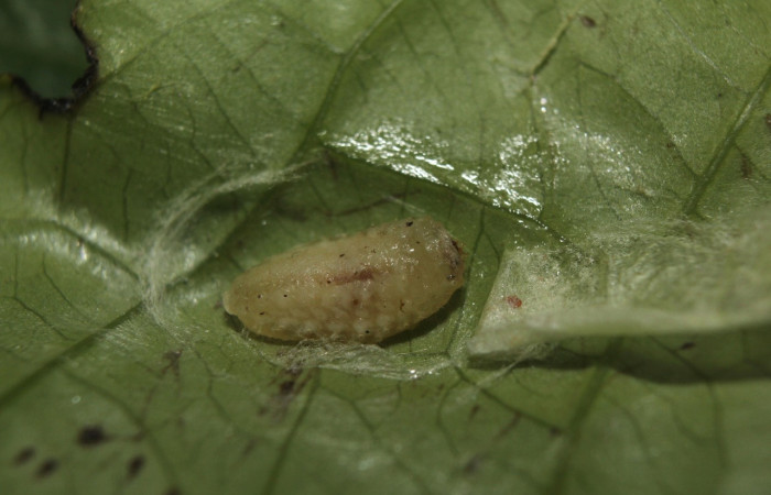 Fig. 7. Prepupa <i>Dalcerides gugelmanni</i>, en último estadio, con una medida de 6 mm largo, datos de la imagen 07/26/2014. Estación Biológica Quica  Voucher  14-SRNP-71395-DHJ723660.jpg