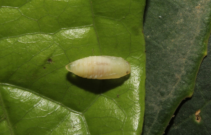 Fig 8. Pupa <i>Dalcerides gugelmanni</i>, de 5 mm de largo, imagen del Sector Quica.  Voucher 14-SRNP-71395-DHJ723733.jpg