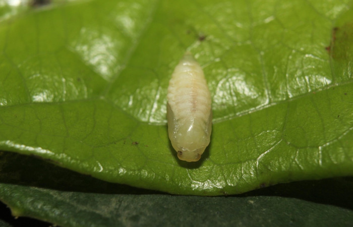 Fig 9. Pupa <i>Dalcerides gugelmanni</i>, de 5 mm de largo, imagen del Sector Quica.  Voucher 14-SRNP-71395-DHJ723734.jpg