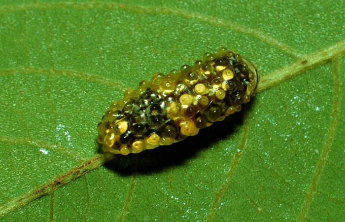 Fig. 20. Larva <i>Dalcerides alba</i>, vista dorsal entero,en ultimo estadio, imagen de Santa Rosa.  Voucher 92-SRNP-3711-DHJ16231.jpg
