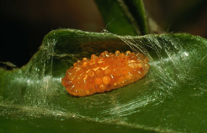  Fig. 18. Larva <i>Dalcerides</i> sofiaDHJ01, vista dorsal entero,en ultimo estadio, imagen de Santa Rosa.  Voucher 94-SRNP-8518-DHJ27098.jpg