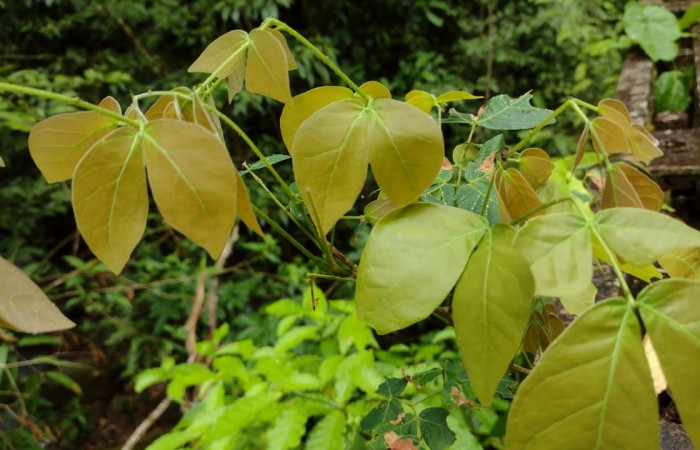 Fig 4. <i>Mimosa watsonii</i>  ; familia (Fabaceae), planta hospedera de dos metros de altura, de larva <i>Dalcerides gugelmanni</i>, familia (Dalceridae), creciendo en Estación Llanura, Foto, Cirilo Umaña, 04/13/2023.