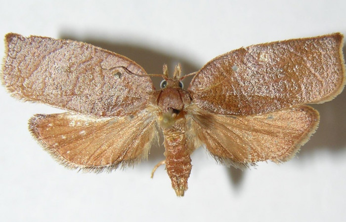 Fig. 19. Adulto hembra vista dorsal de <i>Amorbia cacao</i>. Voucher: 01-SRNP-6509-DHJ339138