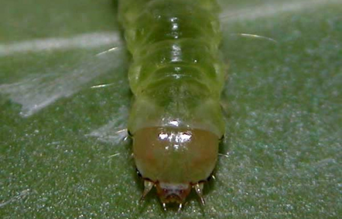 Fig. 2. Larva de <i>Amorbia cacao</i> (Tortricidae), vista cabeza torso, en planta hospedera <i>Chrysochlamys glauca</i> (Clusiaceae).Voucher: 03-SRNP-3340-DHJ400367.jpg