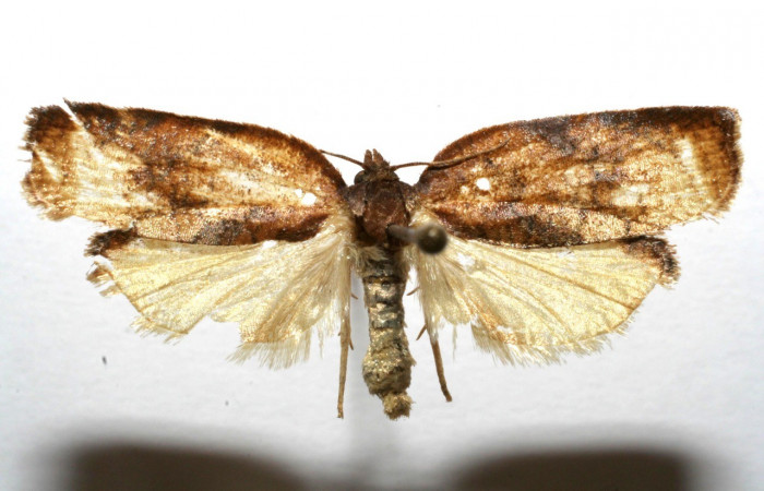 Fig. 22. Adulto vista dorsal de <i>Amorbia emigratella</i>. Voucher: 06-SRNP-101190-DHJ601190.jpg.